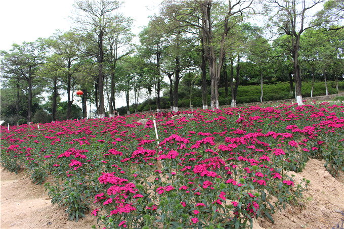 農(nóng)家樂旅游相關(guān)知識編輯