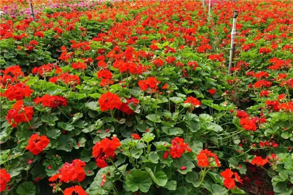 松山湖花海農(nóng)家樂(lè) (2).jpg